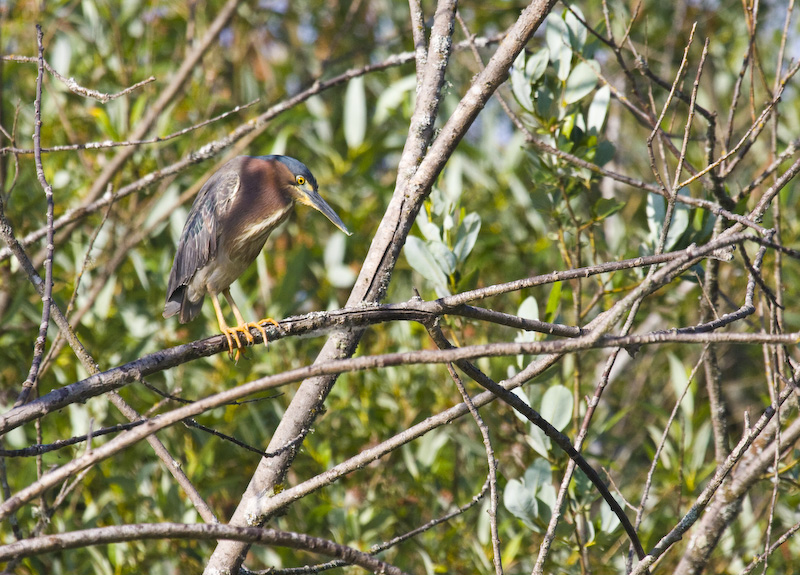 Green Heron